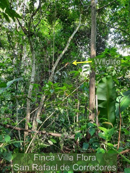 Vendo bella FINCA en barrio San Rafael de Corredores a 5 minutos del centro de Ciudad Neily 