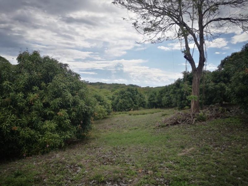 Foto Terreno en Venta en Orotina, Alajuela - ¢ 60.000.000 - TEV78438 - BienesOnLine