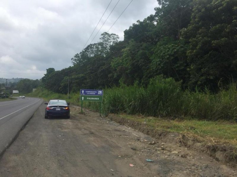 VENTA DE FINCA, ALAJUELA, NARANJO