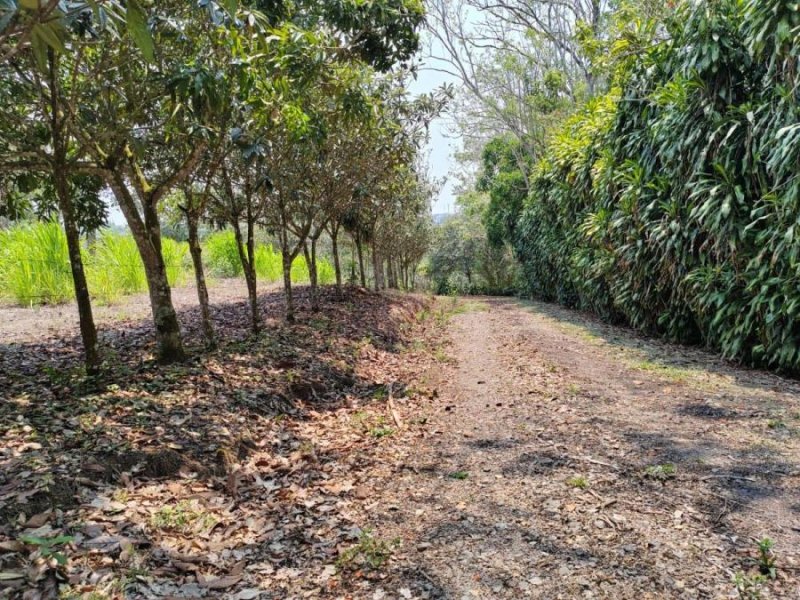 Foto Finca en Venta en San Ramón, Alajuela - ¢ 160.000.000 - FIV98183 - BienesOnLine