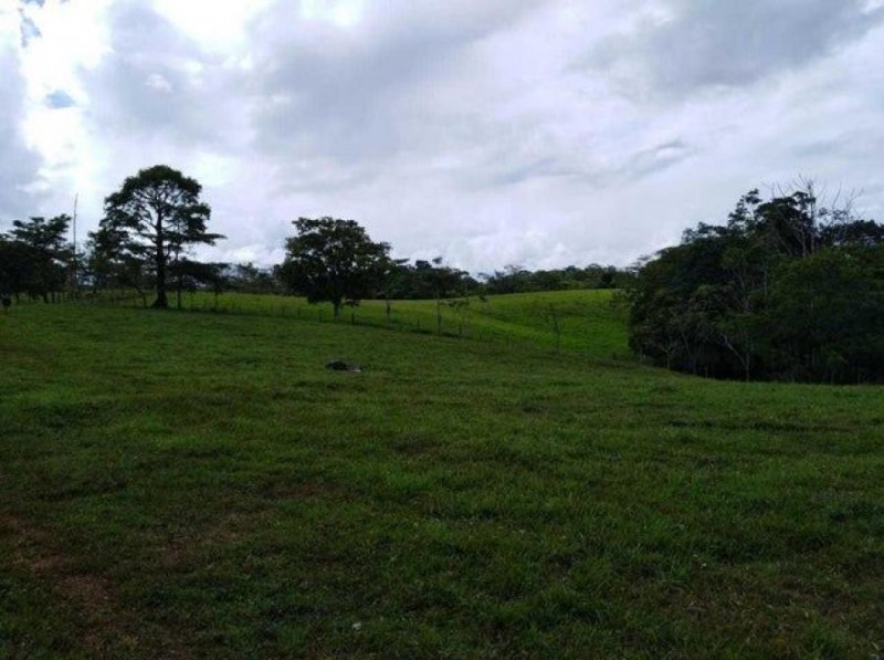 Foto Finca en Venta en San Carlos, Alajuela - U$D 1.800.000 - FIV77322 - BienesOnLine