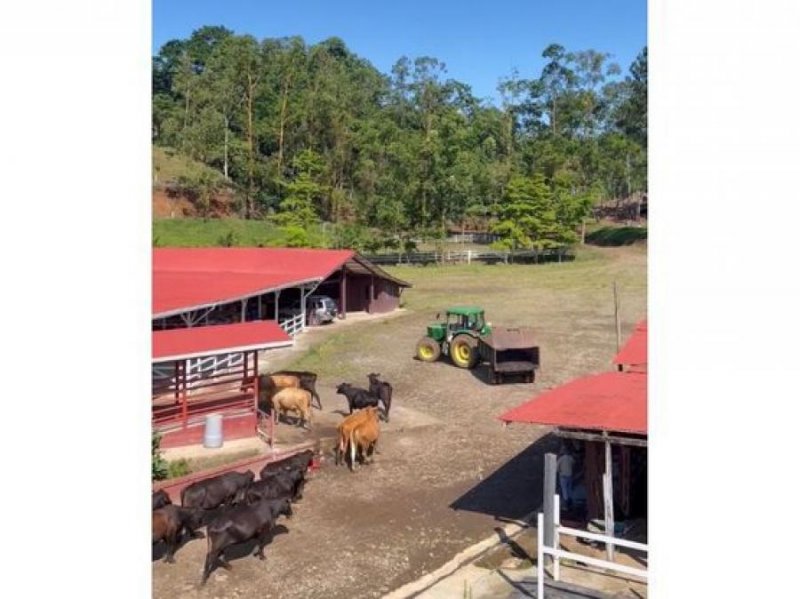 Finca en Venta en  Turrialba, Cartago