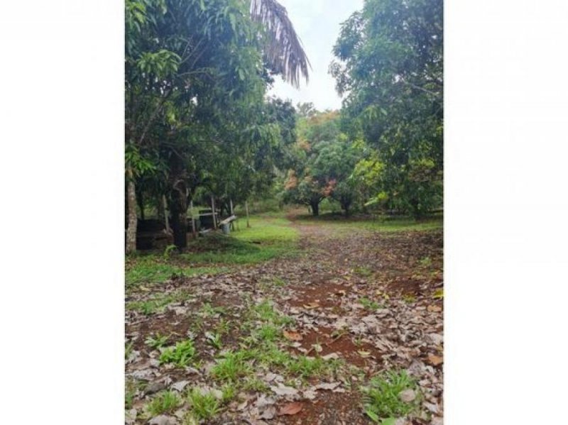 VENTA DE FINCA, GUANACASTE, SANTA CRUZ, RETALLANO