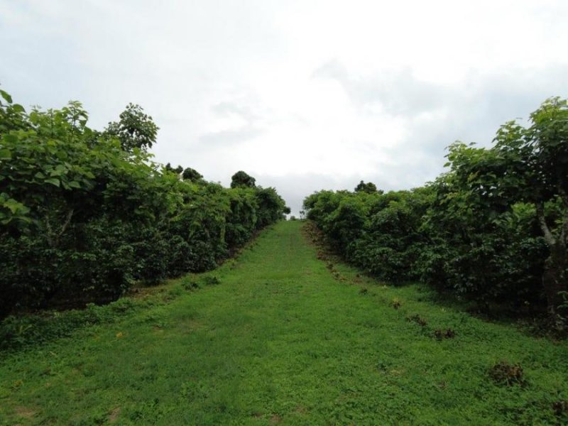 Terreno en Venta en  San Ramón, Alajuela