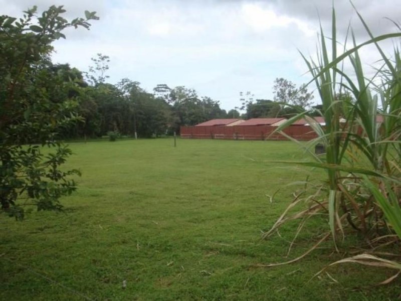 Foto Terreno en Venta en Guácimo, Limón - ¢ 4.000.000 - TEV57540 - BienesOnLine