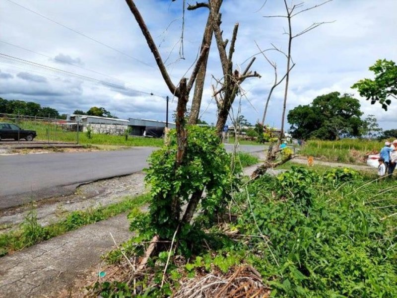 Foto Terreno en Venta en Guápiles, Limón - ¢ 25.000.000 - TEV78196 - BienesOnLine