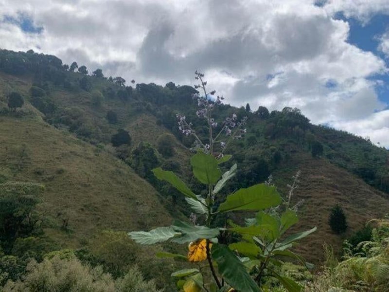 Terreno en Venta en  León Cortes, San José