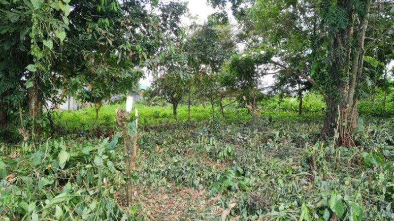 Foto Terreno en Venta en Pococí, Limón - ¢ 12.000.000 - TEV57546 - BienesOnLine