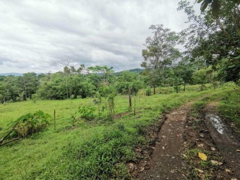 Foto Terreno en Venta en San Ramon, San Ramón, Alajuela - ¢ 32.300.000 - TEV48729 - BienesOnLine