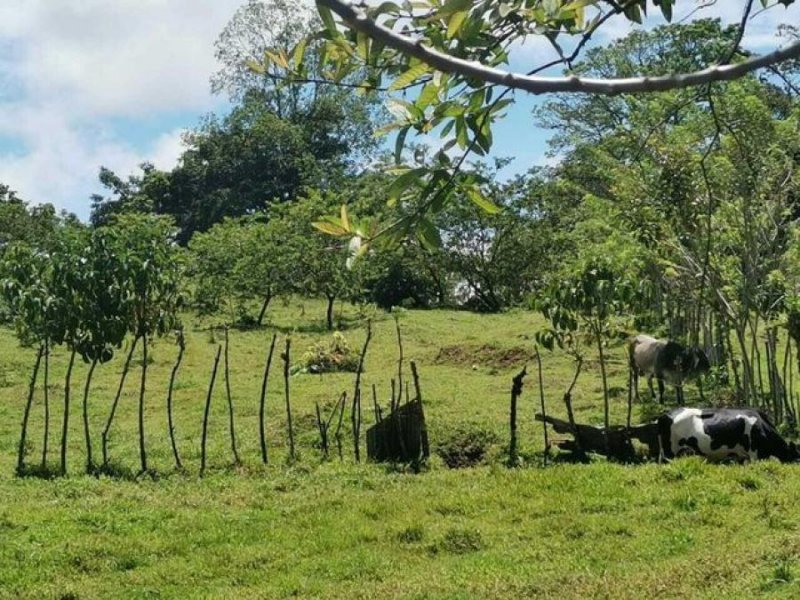 Foto Terreno en Venta en Turrialba, Cartago - U$D 78.000 - TEV41771 - BienesOnLine