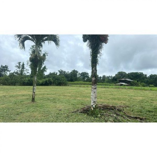 Terreno en Venta en  Pococí, Limón