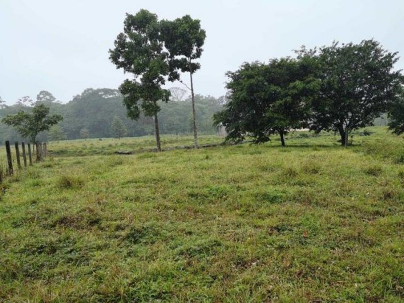 Foto Terreno en Venta en Guapiles, Pococí, Limón - U$D 73.500 - TEV38131 - BienesOnLine